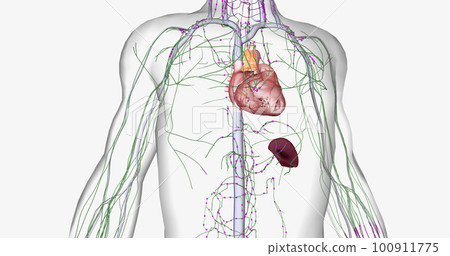 Lymph travels from the extremities through the lymphatic vessels. 100911775