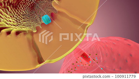 Secretion occurs along the nephron to remove unnecessary substances from the bloodstream and the body. 100911779