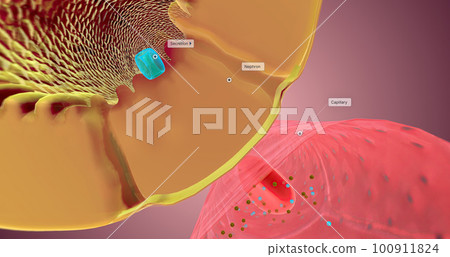 Secretion occurs along the nephron to remove unnecessary substances from the bloodstream and the body. 100911824
