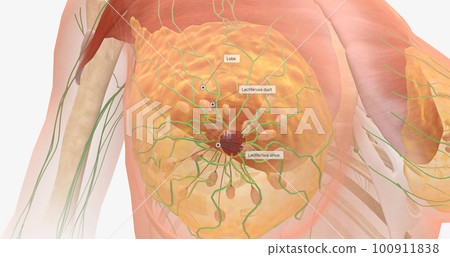 The breasts are mounds of fat and glandular tissue in the front of the chest. The breasts are mounds of fat and glandular tissue in the front of the chest. 100911838