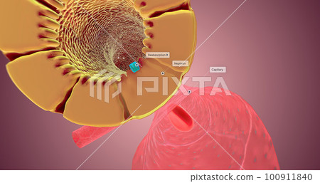 The Nephron function or Reabsorption The Nephron function or Reabsorption 100911840