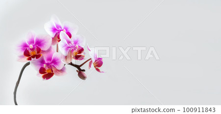 Panoramic view of Anthura Buenos Aires orchid flowers on white b Panoramic view of Anthura Buenos Aires orchid flowers on white b 100911843