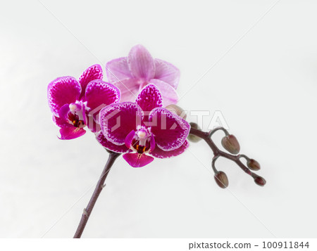 Beautiful Phalaenopsis Chia E Yenlin orchid flowers on white bac Beautiful Phalaenopsis Chia E Yenlin orchid flowers on white bac 100911844