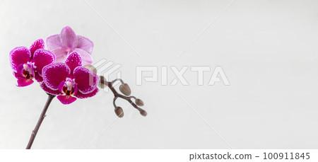 Phalaenopsis Chia E Yenlin orchid flowers on white background, c 100911845