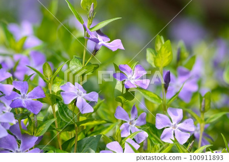 Turnishitis花 100911893