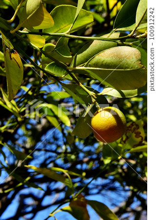 夏季橘樹結藍色果實 夏季橘樹結藍色果實 100912242