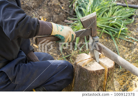 Gardener splitting a stump with an ax 100912378
