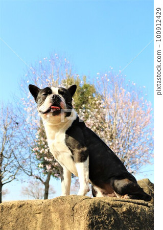 Mighty, a Boston Terrier, stares from a rock against a backdrop of pink flowers and trees under a blue sky 100912429
