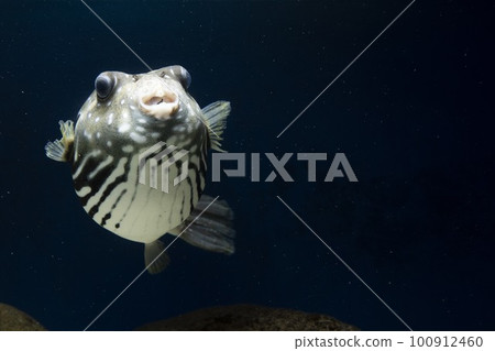 河豚 白斑河豚 鹹水魚 游泳魚 白斑河豚 河豚 河豚 白斑河豚 鹹水魚 游泳魚 白斑河豚 河豚 100912460