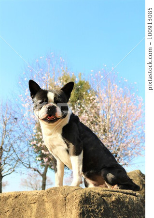 Mighty the Boston Terrier sits on a rock under a blue sky and pink flowers and looks at you with a smile Mighty the Boston Terrier sits on a rock under a blue sky and pink flowers and looks at you with a smile 100913085