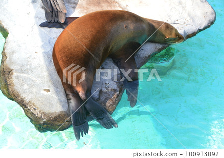 正在打盹的加州海獅(東京都台東區上野動物園/上野公園) 正在打盹的加州海獅(東京都台東區上野動物園/上野公園) 100913092