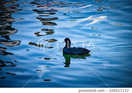 Coot and Nishikigoi swimming in the pond 100913132