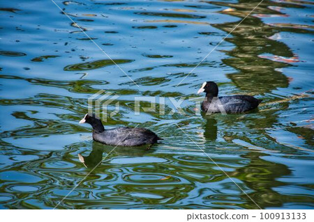 Coot swimming in a pond 100913133