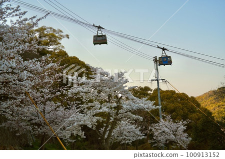 索道和櫻花 100913152