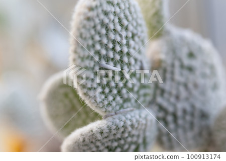 Macro shot of cactus Macro shot of cactus 100913174