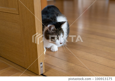 A cat staring at a pheasant cat 100913175
