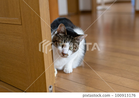 A cat staring at a pheasant cat A cat staring at a pheasant cat 100913176