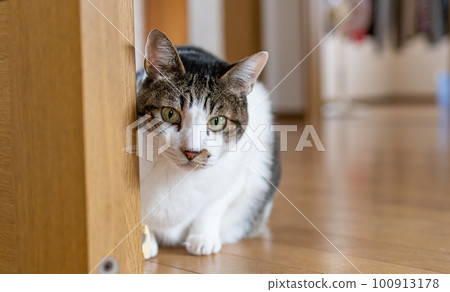 盯著野雞的貓 盯著野雞的貓 100913178