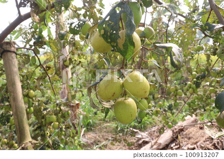 tasty and ripe Ziziphus mauritiana fruit on tree in farm 100913207