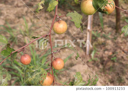 tasty and ripe Ziziphus mauritiana fruit on tree in farm tasty and ripe Ziziphus mauritiana fruit on tree in farm 100913233