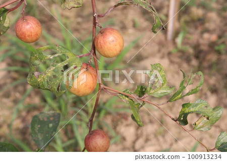 tasty and ripe Ziziphus mauritiana fruit on tree in farm tasty and ripe Ziziphus mauritiana fruit on tree in farm 100913234