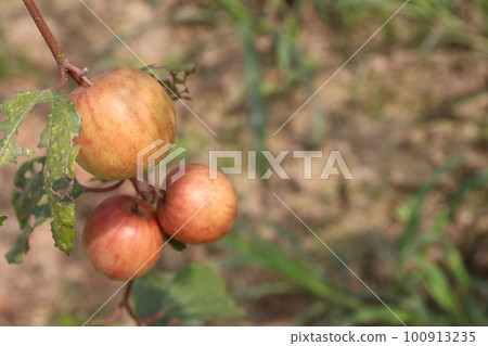 tasty and ripe Ziziphus mauritiana fruit on tree in farm tasty and ripe Ziziphus mauritiana fruit on tree in farm 100913235