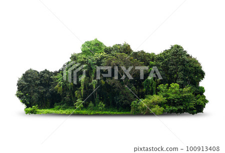 group green tree isolate on white background. Cutout tree line. Row of green trees and shrubs in summer isolated on white background. 100913408