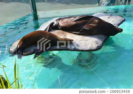 兩隻加州海獅(東京都台東區上野動物園/上野公園) 兩隻加州海獅(東京都台東區上野動物園/上野公園) 100913439