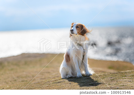Koikerhondje standing on the lawn with the sea in the background Koikerhondje standing on the lawn with the sea in the background 100913546