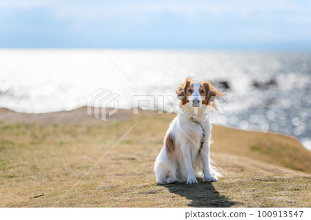 Koikerhondje standing on the lawn with the sea in the background 100913547
