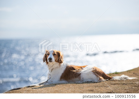 Koikerhondje standing on the lawn with the sea in the background Koikerhondje standing on the lawn with the sea in the background 100913556
