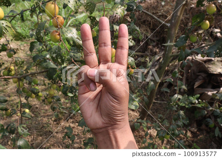 finger sign with Ziziphus mauritiana farm for deaf finger sign with Ziziphus mauritiana farm for deaf 100913577