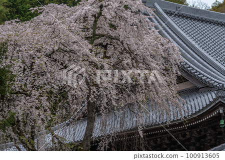 Cherry Blossoms Cherry Blossoms 100913605