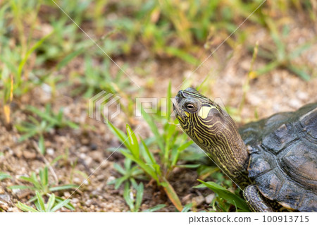 Close up on turtle head 100913715