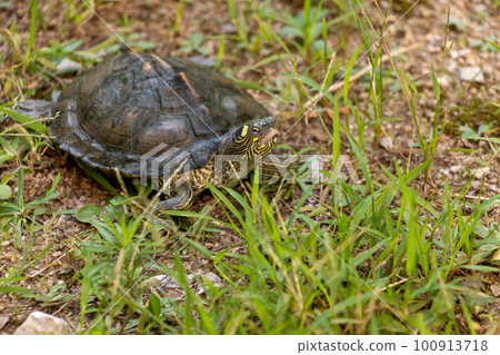 turtle walking on grassy ground 100913718