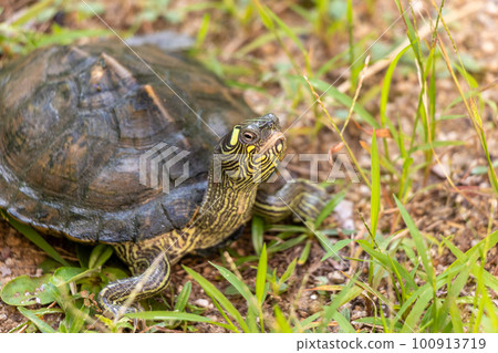 turtle on grassy ground turtle on grassy ground 100913719