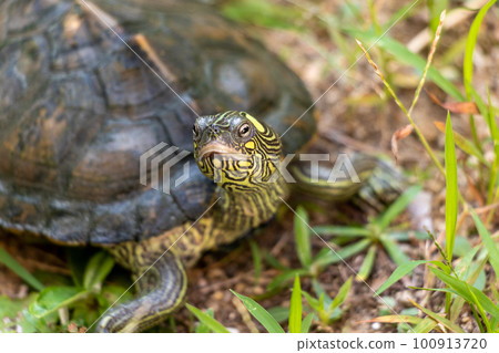 Close up on turtle head 100913720