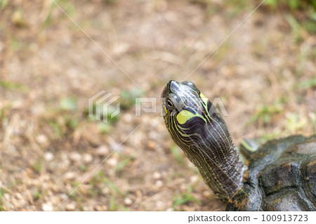 Close up on turtle head 100913723