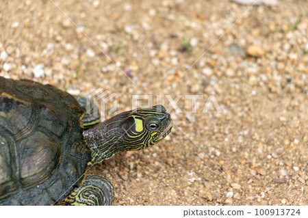 關閉在烏龜頭上 100913724