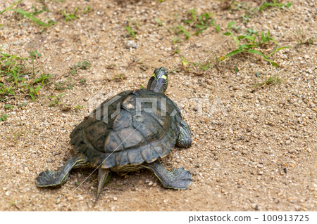 turtle walking on sand 100913725