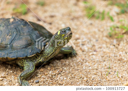 turtle walking on the ground 100913727