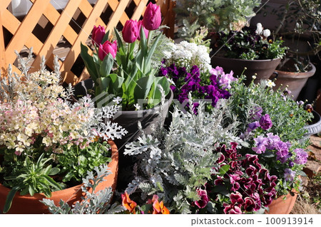 Potted plants lined up in the spring garden Potted plants lined up in the spring garden 100913914