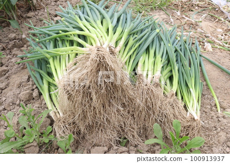 onion leaf farm are for harvest cash crops 100913937