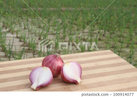 healthy and spicy onion on farm are cash crops healthy and spicy onion on farm are cash crops 100914077