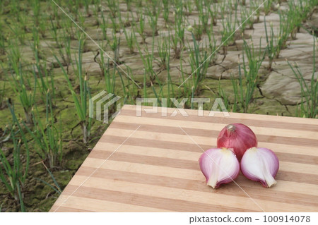 healthy and spicy onion on farm are cash crops healthy and spicy onion on farm are cash crops 100914078