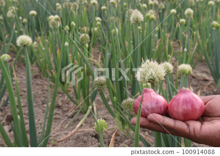 healthy and spicy onion on farm are cash crops healthy and spicy onion on farm are cash crops 100914088