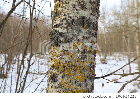 Aspen in the Winter Sunny Forest 100914225