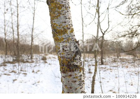 Aspen in the Winter Sunny Forest 100914226