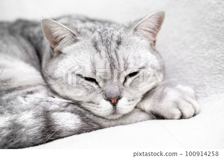 scottish straight cat is sleeping. Close-up of the muzzle of a sleeping cat with closed eyes. Against the backdrop of a light blanket. Favorite pets, cat food. 100914258