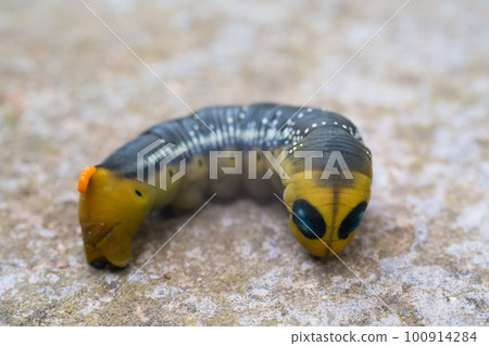 Oleander hawk moth caterpillar Daphnis nerii from European forests and woodlands. 100914284